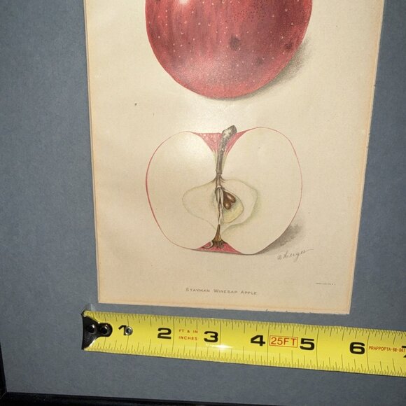 Stayman Winesap Apple 1902 Antique USDA Fruit Lithograph Print Framed Botanical - Picture 13 of 16